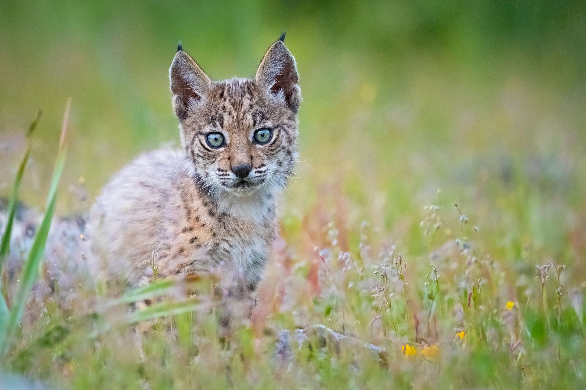lince-4